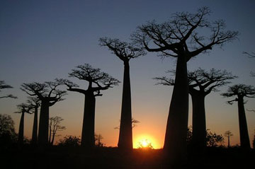 baobabs-madagascar
