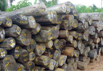 madagascar-bois-de-rose