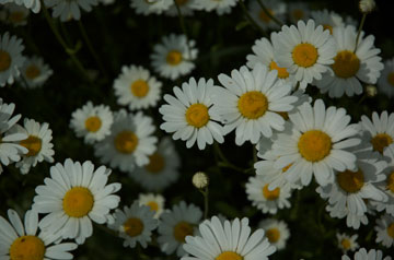 marguerite-1