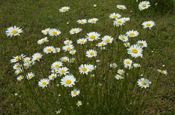 marguerite-3