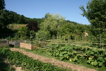 Les courges montent vers le ciel.