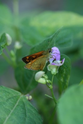 je butine tu butines