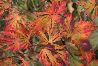 Erable du Japon particulièrement coloré