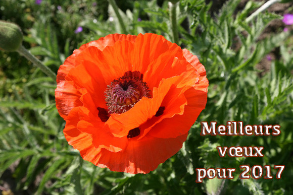 coquelicot